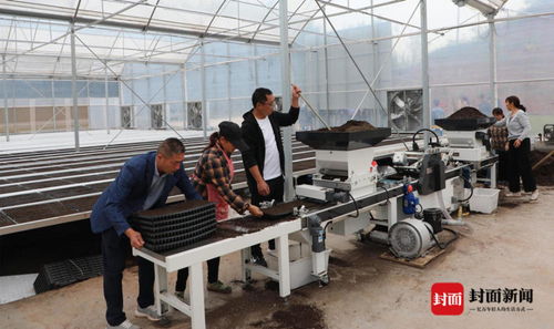 工廠化育苗 創(chuàng)新種植模式 四川宜賓長寧用科技助力糧食生產高質量發(fā)展